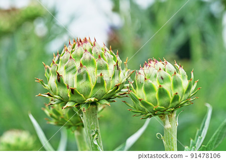 Round artichoke buds (summer, June) Round artichoke buds (summer, June) 91478106