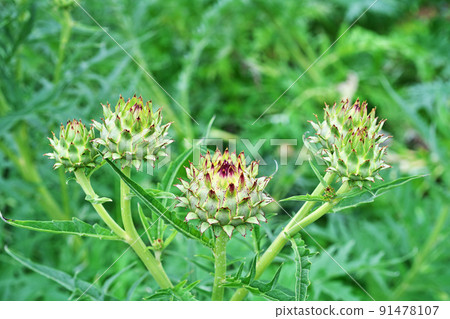 Round artichoke buds (summer, June) Round artichoke buds (summer, June) 91478107