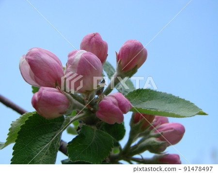 Spring, in the garden blooms an apple tree, flowers of an apple 91478497