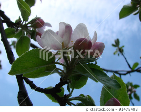 The bee sits on a flower of a bush blossoming apple-tree and pollinates him 91478498