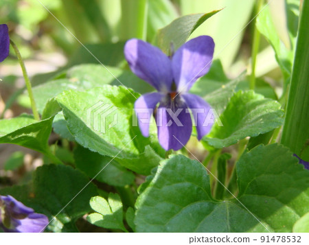 Viola plant with multicolor flowers , Common Violet, Viola tricolor, pansy flowers, viola wittrockiana Viola plant with multicolor flowers , Common Violet, Viola tricolor, pansy flowers, viola wittrockiana 91478532