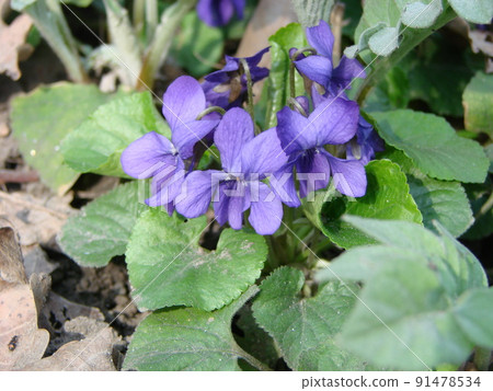 Viola plant with multicolor flowers , Common Violet, Viola tricolor, pansy flowers, viola wittrockiana Viola plant with multicolor flowers , Common Violet, Viola tricolor, pansy flowers, viola wittrockiana 91478534