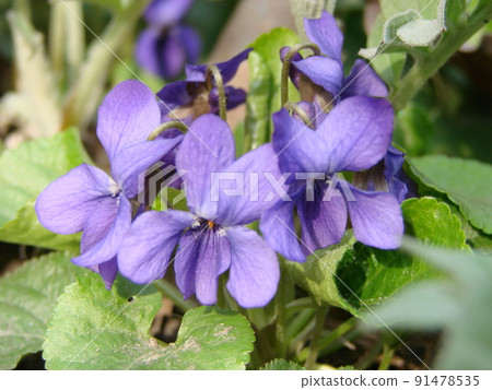 Viola plant with multicolor flowers , Common Violet, Viola tricolor, pansy flowers, viola wittrockiana 91478535