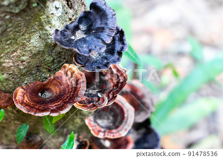 Mushrooms on trees in the forest Mushrooms on trees in the forest 91478536