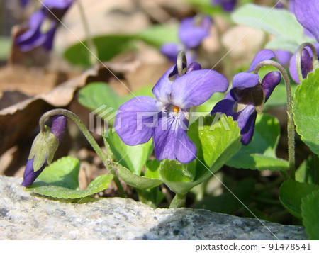 Viola plant with multicolor flowers , Common Violet, Viola tricolor, pansy flowers, viola wittrockiana 91478541