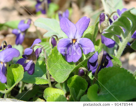 Viola plant with multicolor flowers , Common Violet, Viola tricolor, pansy flowers, viola wittrockiana Viola plant with multicolor flowers , Common Violet, Viola tricolor, pansy flowers, viola wittrockiana 91478544