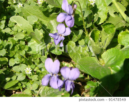 Viola plant with multicolor flowers , Common Violet, Viola tricolor, pansy flowers, viola wittrockiana 91478549