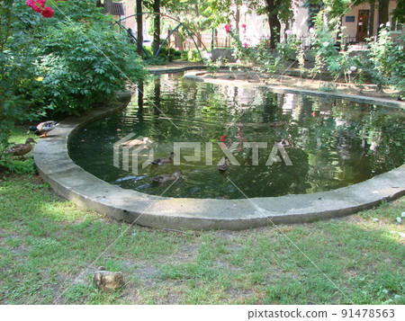 Male and female mallard duck swimming on a pond with green water while 91478563