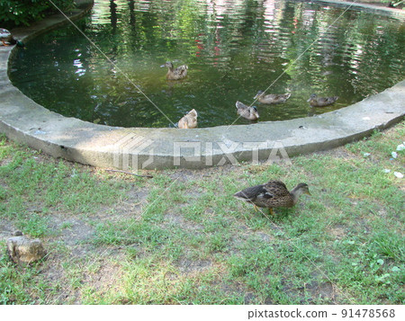 Male and female mallard duck swimming on a pond with green water while 91478568