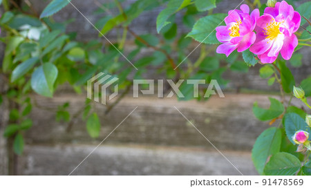 玫瑰薰衣草夢1 玫瑰薰衣草夢1 91478569