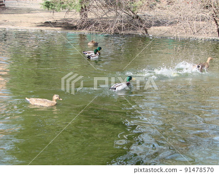 Male and female mallard duck swimming on a pond with green water while Male and female mallard duck swimming on a pond with green water while 91478570