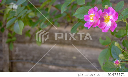 玫瑰薰衣草夢2 91478571