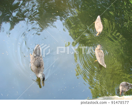 Male and female mallard duck swimming on a pond with green water while Male and female mallard duck swimming on a pond with green water while 91478577