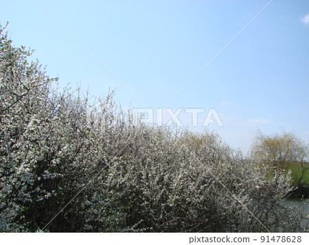White blossoms on a branch, Blackthorn in flower in early spring, with retro vintage filters. 91478628