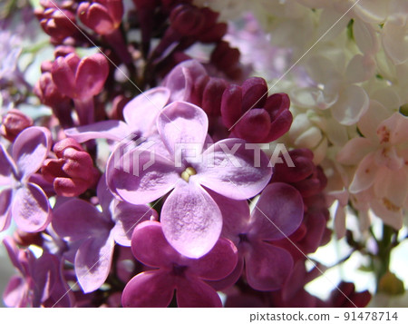 Branch of purple lilac flowers Syringa vulgaris. Branch of purple lilac flowers Syringa vulgaris. 91478714