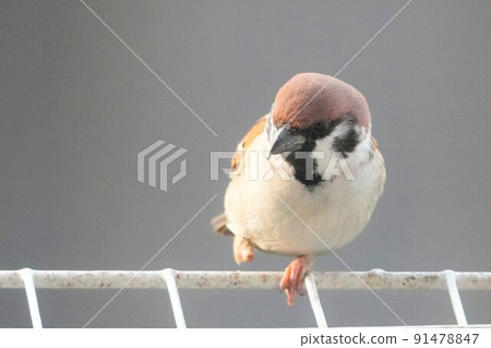 One-legged sparrow 91478847