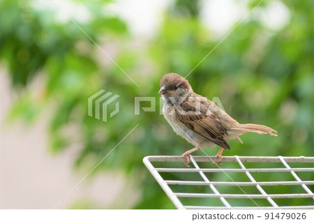Sparrow children Sparrow children 91479026