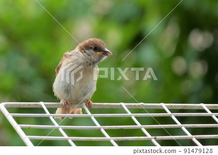 Sparrow children 91479128