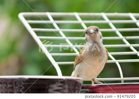 Sparrow children 91479205
