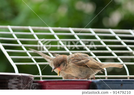 Sparrow children Sparrow children 91479210