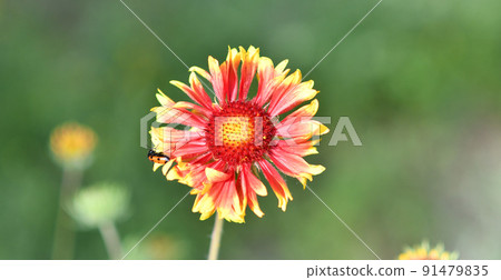 Gaillardia flower (Latin. Gaillardia) 91479835