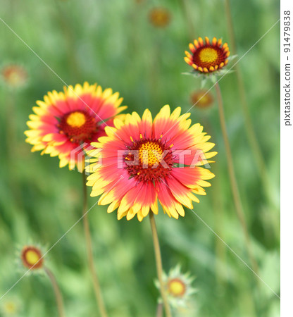Gaillardia flower (Latin. Gaillardia) Gaillardia flower (Latin. Gaillardia) 91479838