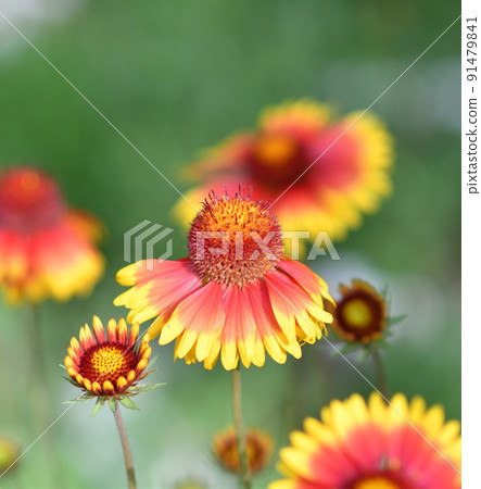 Gaillardia flower (Latin. Gaillardia) 91479841