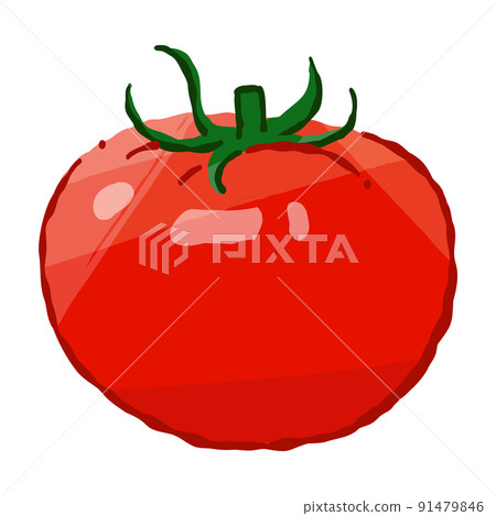 Vegetable tomato (single) Soft touch vector illustration 91479846