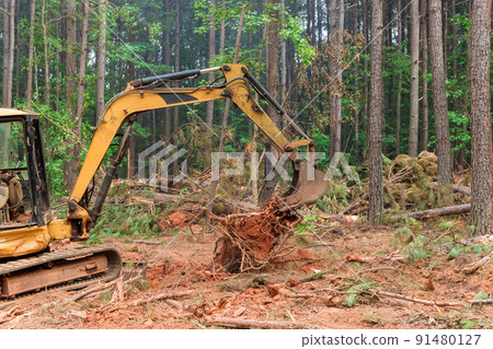 Tree stump removal roots into forest with preparing land for housing new complex Tree stump removal roots into forest with preparing land for housing new complex 91480127