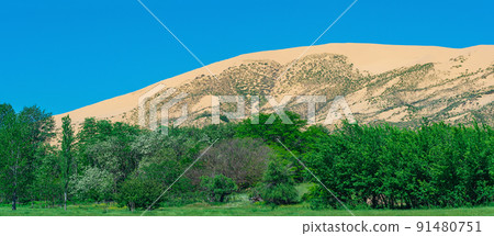 green flowering valley with a large sand dune in the background green flowering valley with a large sand dune in the background 91480751