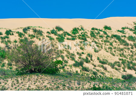 slope of a sand dune with plants blooming in spring, Sarykum dune in Dagestan 91481071