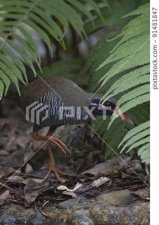 Okinawa rail walking in the forest of Yanbaru 91481847