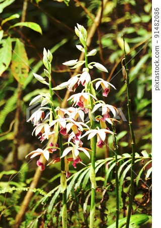 Daytime Kakuchoran@奄美大島 91482086