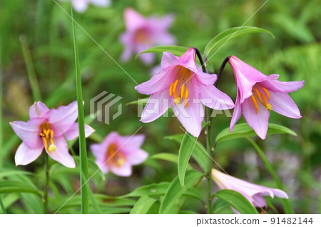 Lilium rubellum flower, Takashimizu Nature Park, Minamiaizu Town, Fukushima Prefecture 91482144