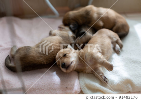 Puppy Kaninhen Dachshund 91482176