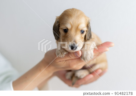 Puppy Kaninhen Dachshund 91482178