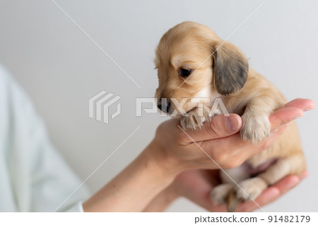 小狗 Kaninhen 臘腸 小狗 Kaninhen 臘腸 91482179