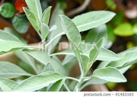 白色鼠尾草 91483165