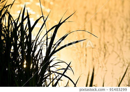Dusk rice field 91483299