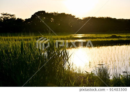 Dusk rice field 91483300