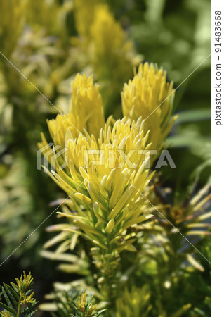 Korean Gold Plum yew Korean Gold Plum yew 91483668