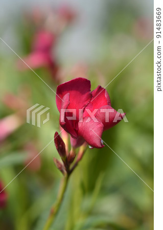 Oleander Emile Sahut 91483669