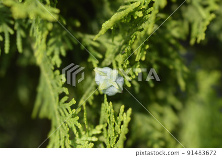 Dwarf golden oriental thuja Dwarf golden oriental thuja 91483672