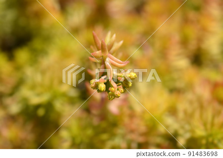 Rock stonecrop Angelina 91483698