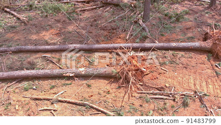Deforestation of forest dig up tree-stumps and roots after the forest was removed 91483799