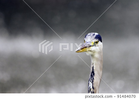 Wild grey heron Wild grey heron 91484070