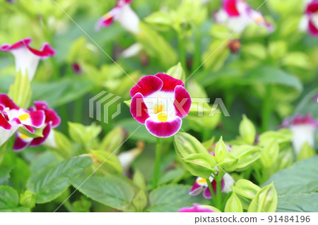 Summer violet or torenia Summer violet or torenia 91484196
