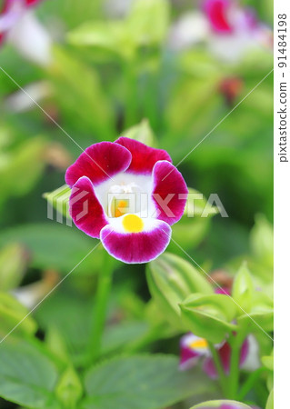 夏季紫羅蘭或 torenia 夏季紫羅蘭或 torenia 91484198