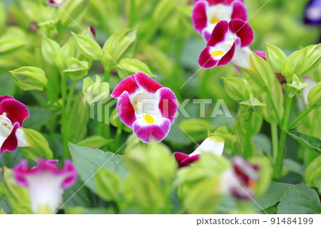 Summer violet or torenia Summer violet or torenia 91484199