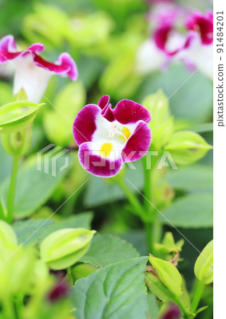 Summer violet or torenia 91484201
